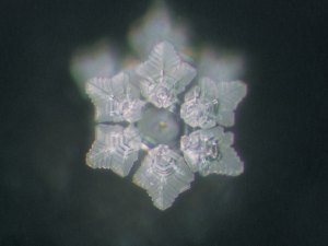 112310_ShapeofTrees_MessagesofWater