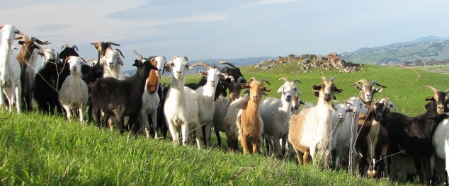 081611_ShapeOfTrees_BlogImage